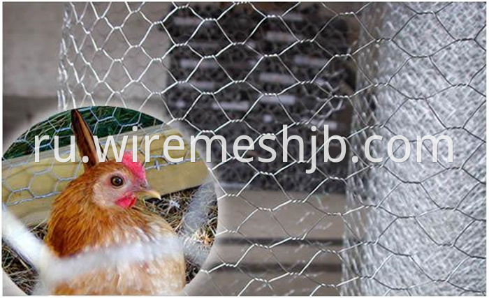 Galvanized Chicken Wire Mesh